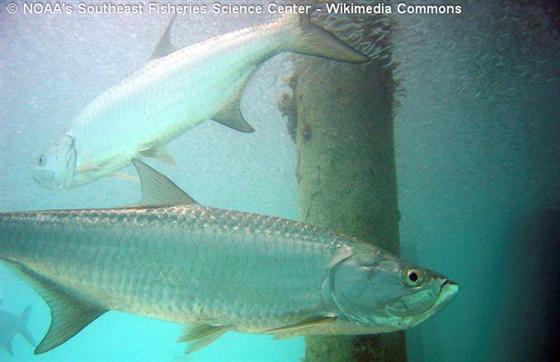 Megalops atlanticus Valenciennes, 1846